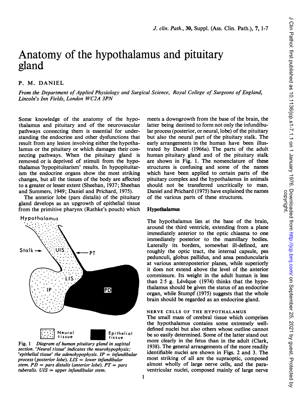 Anatomy of the Hypothalamus and Pituitary Gland