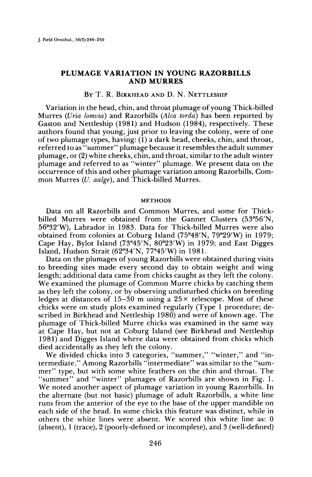 Plumage Variation in Young Razorbills and Murres