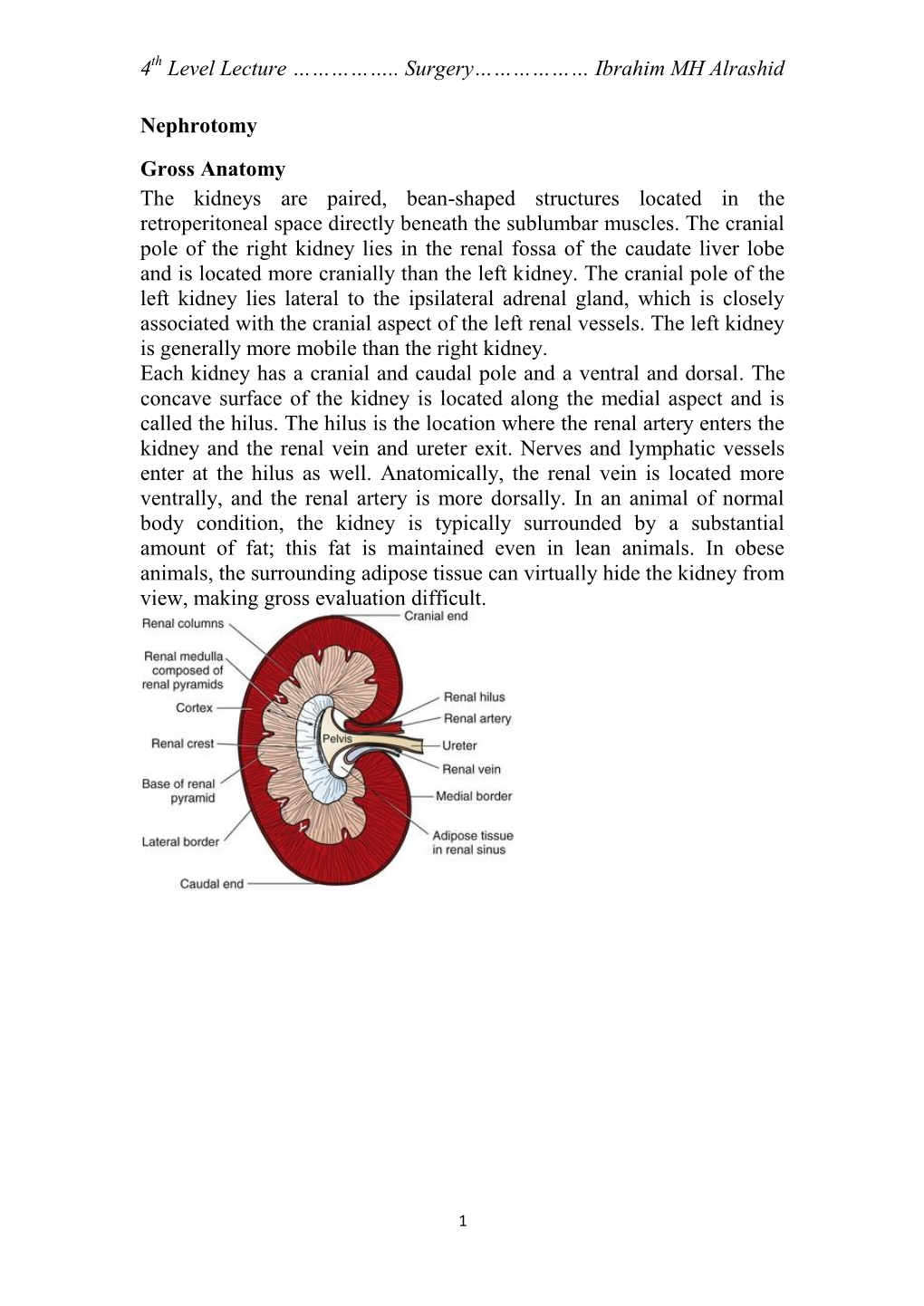 Ibrahim MH Alrashid Nephrotomy Gross Anatomy the Kidneys Are