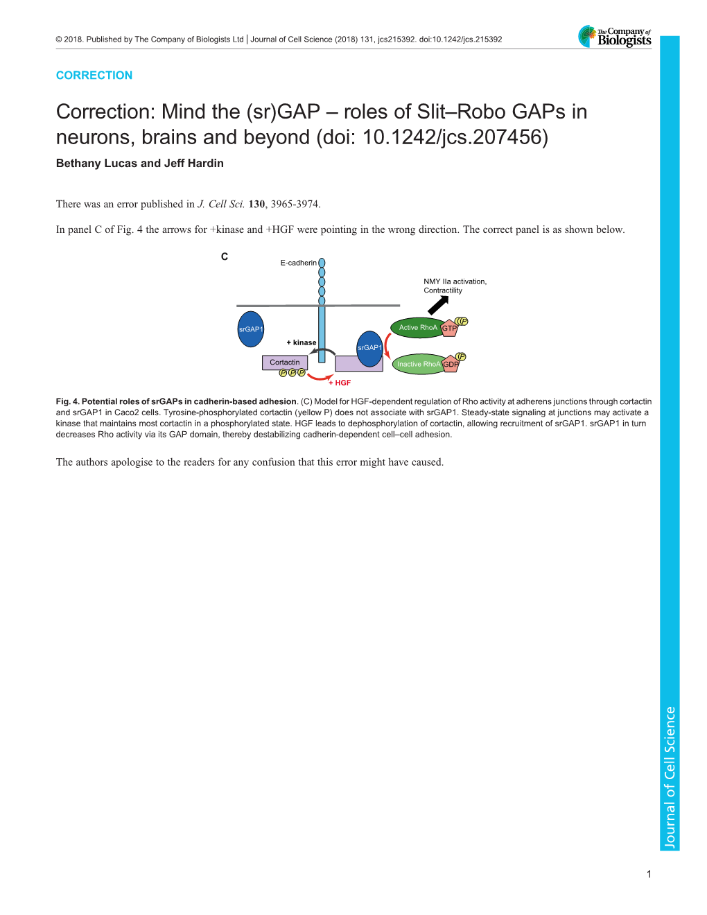 Roles of Slit–Robo Gaps in Neurons, Brains and Beyond (Doi: 10.1242/Jcs.207456) Bethany Lucas and Jeff Hardin