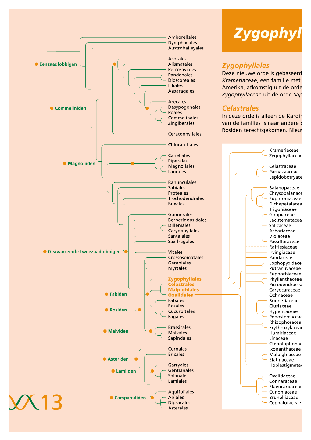 Zygophyll Nymphaeales Austrobaileyales