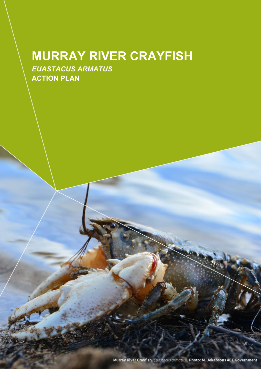 Murray River Crayfish Euastacus Armatus Action Plan