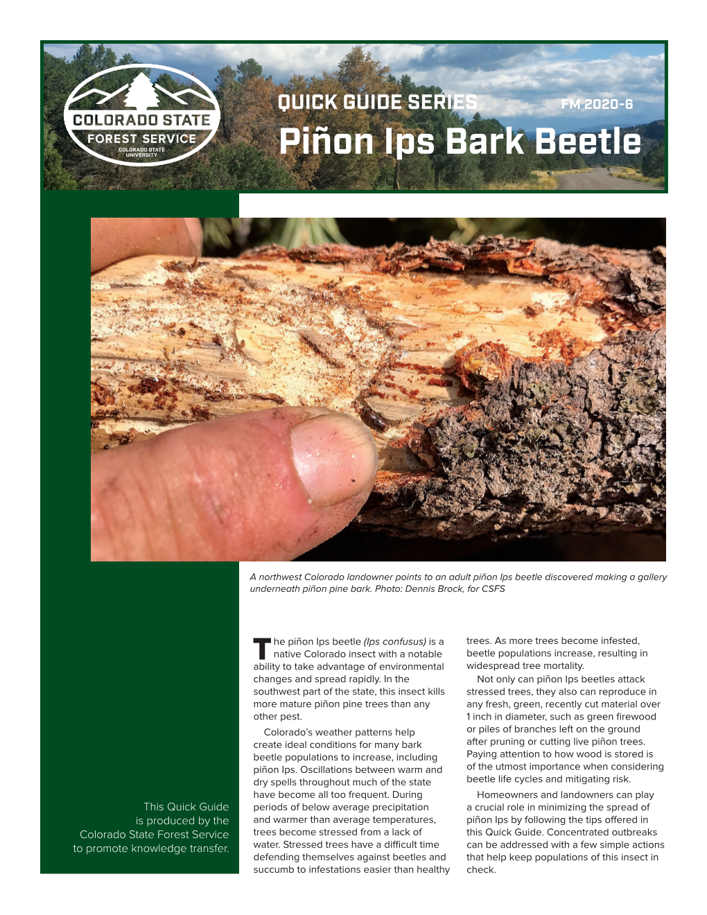 Piñon Ips Bark Beetle