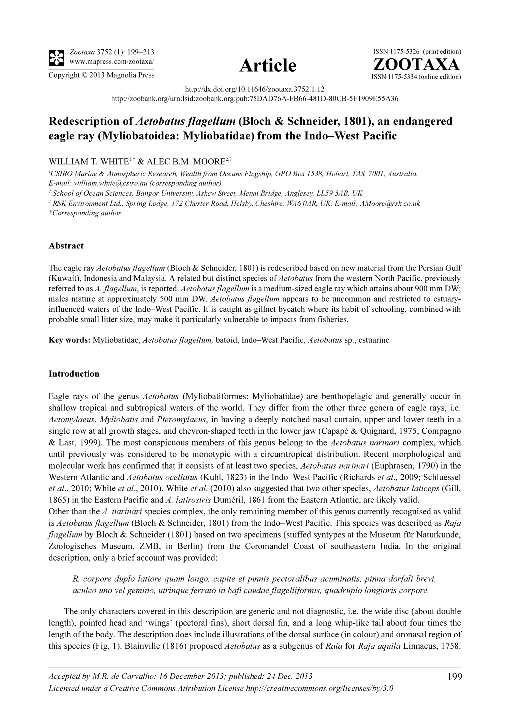 Redescription of Aetobatus Flagellum (Bloch & Schneider, 1801), an Endangered Eagle Ray (Myliobatoidea: Myliobatidae) from the Indo–West Pacific