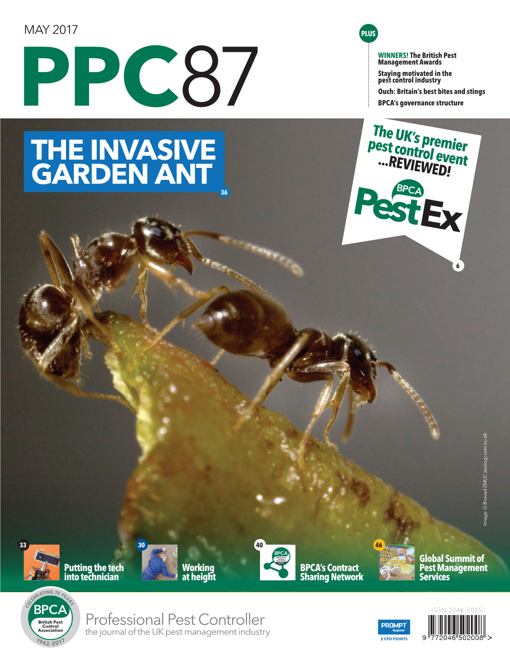 The Invasive Garden Ant 36