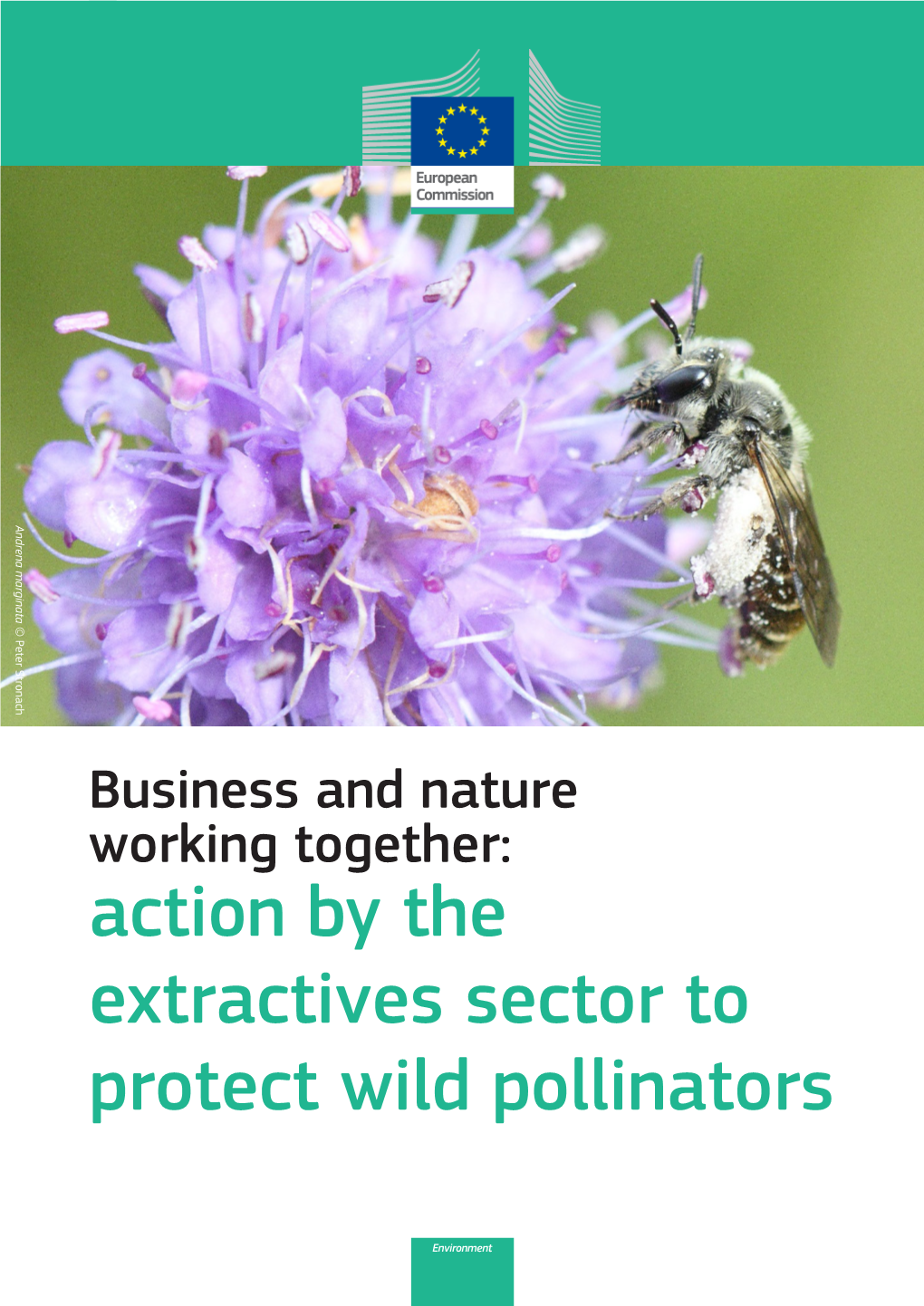 ACTION by the EXTRACTIVES SECTOR to PROTECT WILD POLLINATORS Andrena Marginata © Peter Stronach