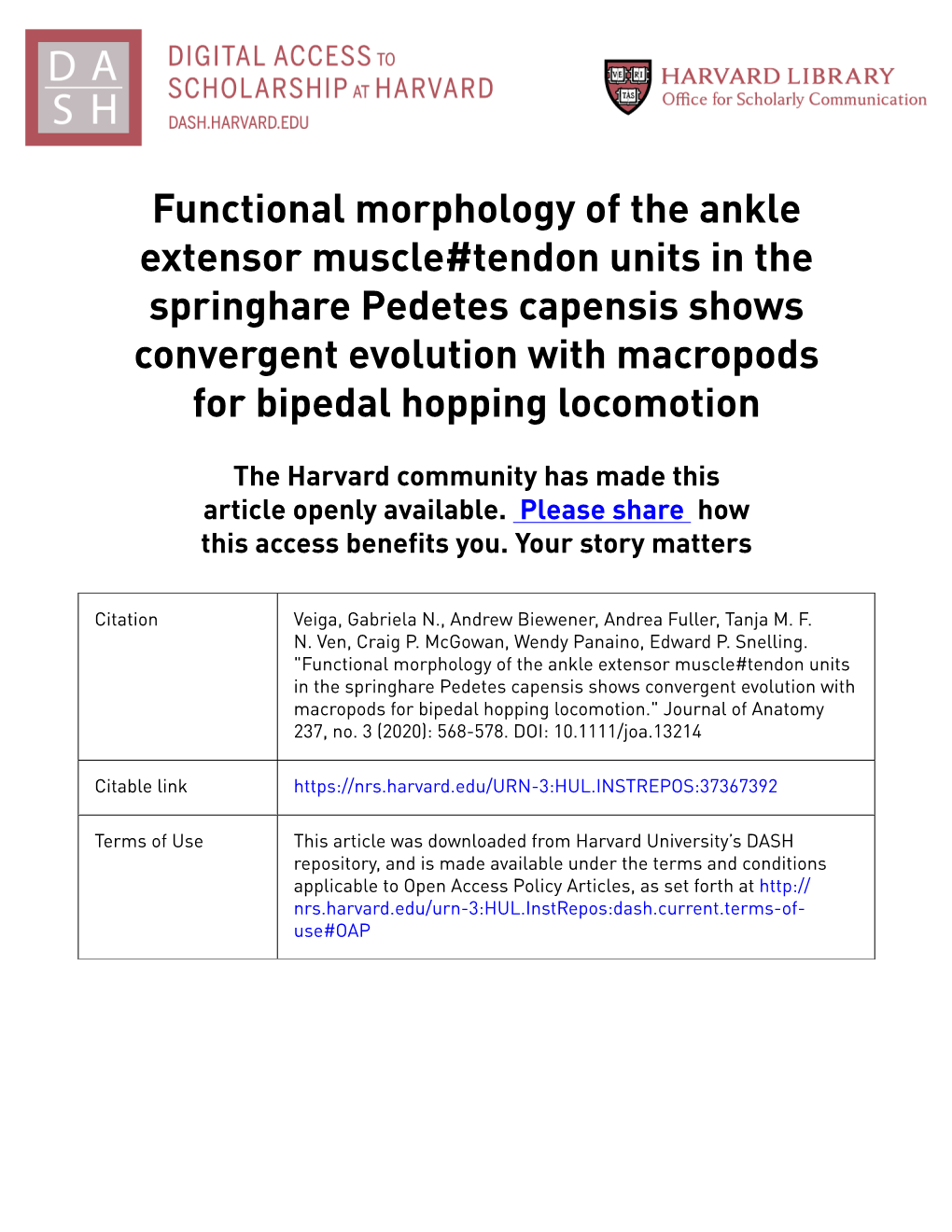 Functional Morphology of the Ankle Extensor Muscle#Tendon Units In