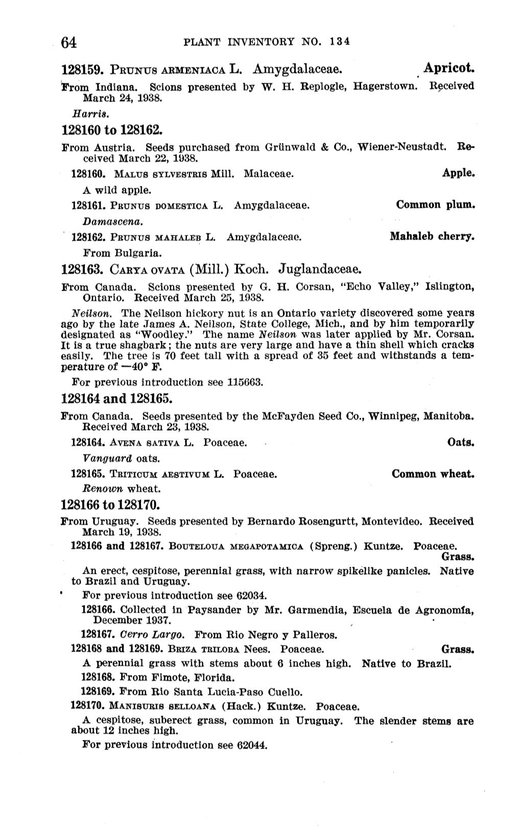 Apricot, 128160 to 128162. 128163. CARYAOVATA (Mill.) Koch