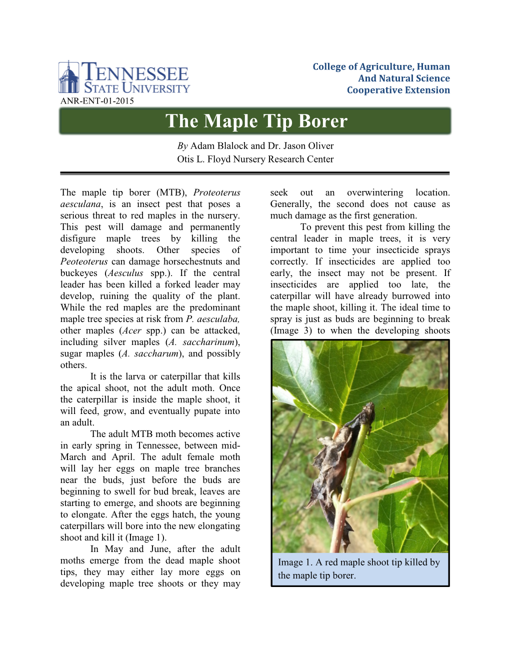 The Maple Tip Borer by Adam Blalock and Dr