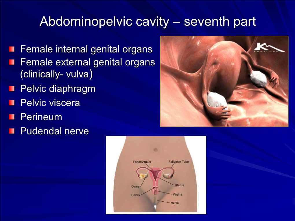 Abdominopelvic Cavity Part Seventh