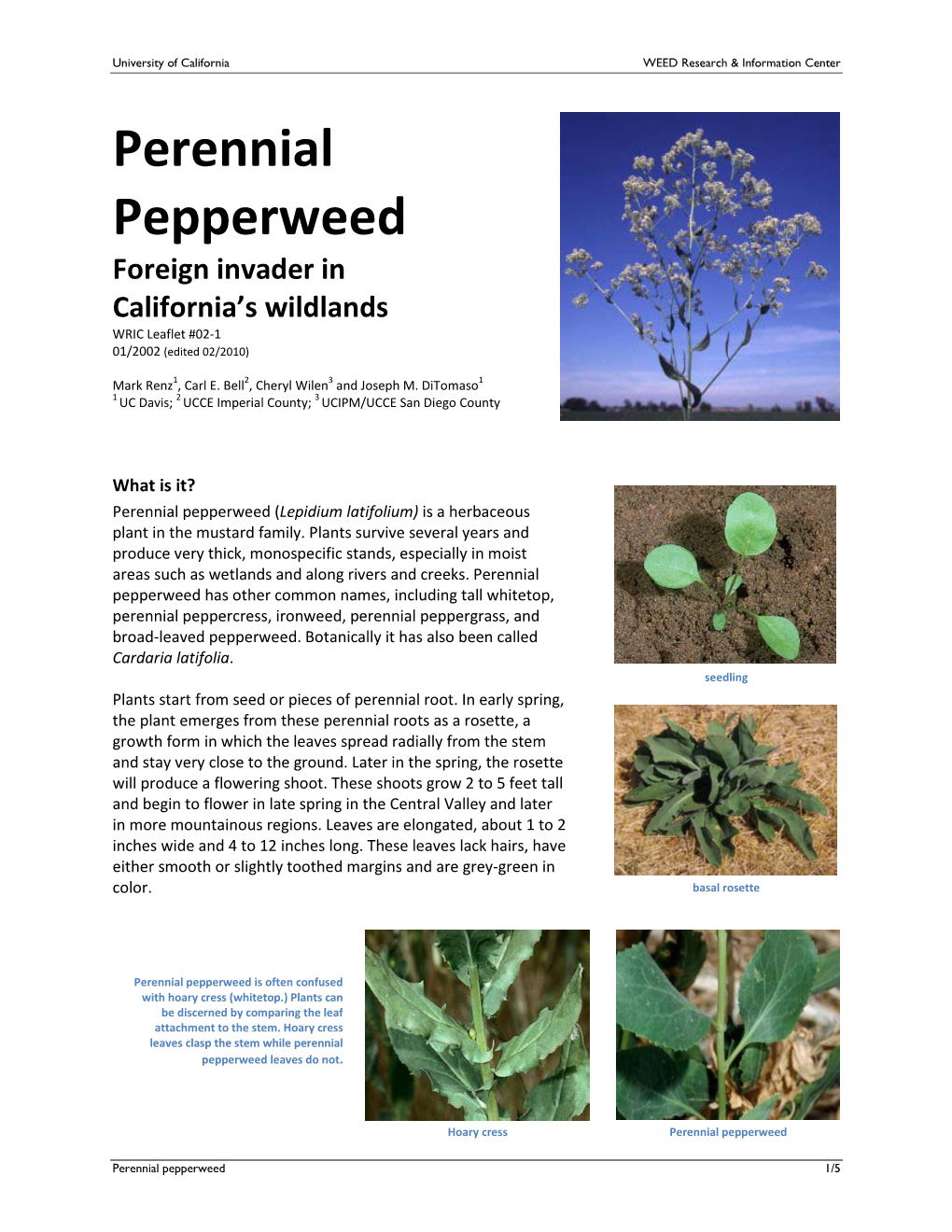 Perennial Pepperweed Foreign Invader in California’S Wildlands WRIC Leaflet #02-1 01/2002 (Edited 02/2010)