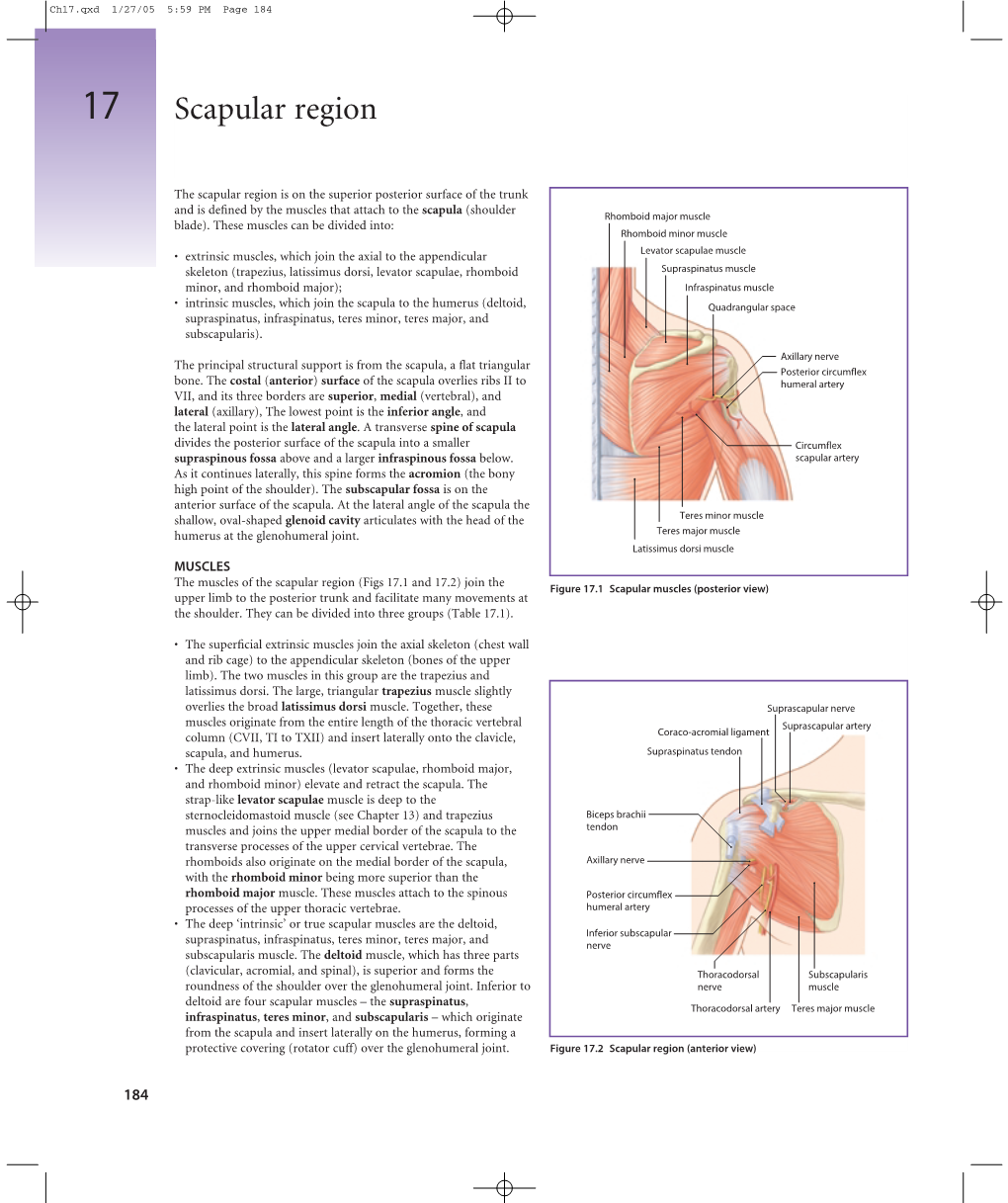 Scapular Region