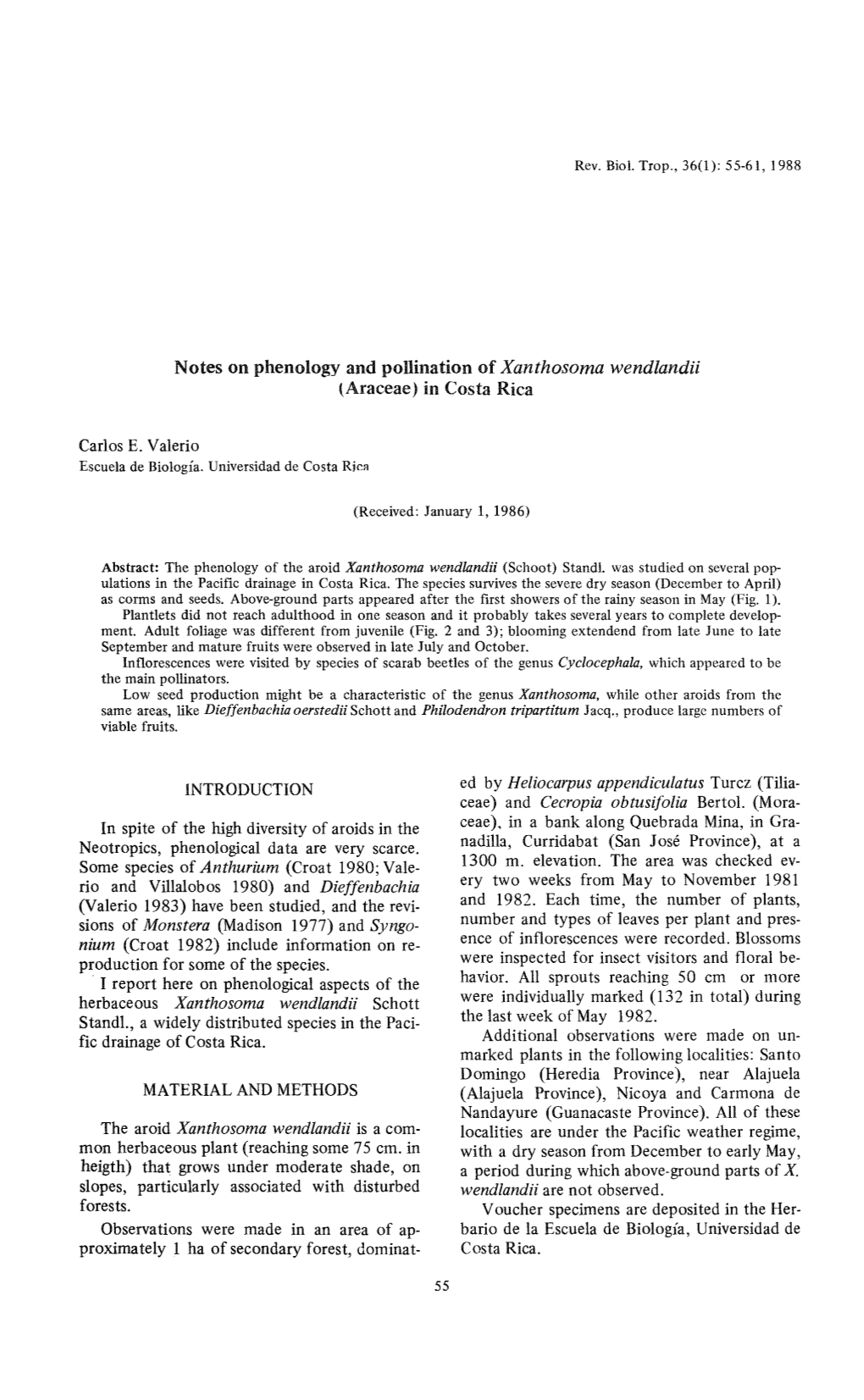 Notes on Phenology and Pollination of Xanthosoma Wendlandii {Araceae) in Costa Rica