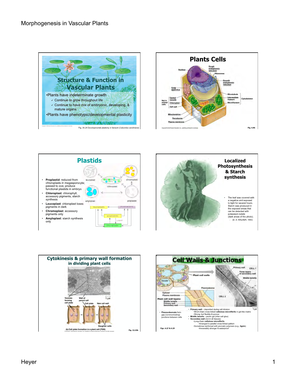 Plants Cells Plastids