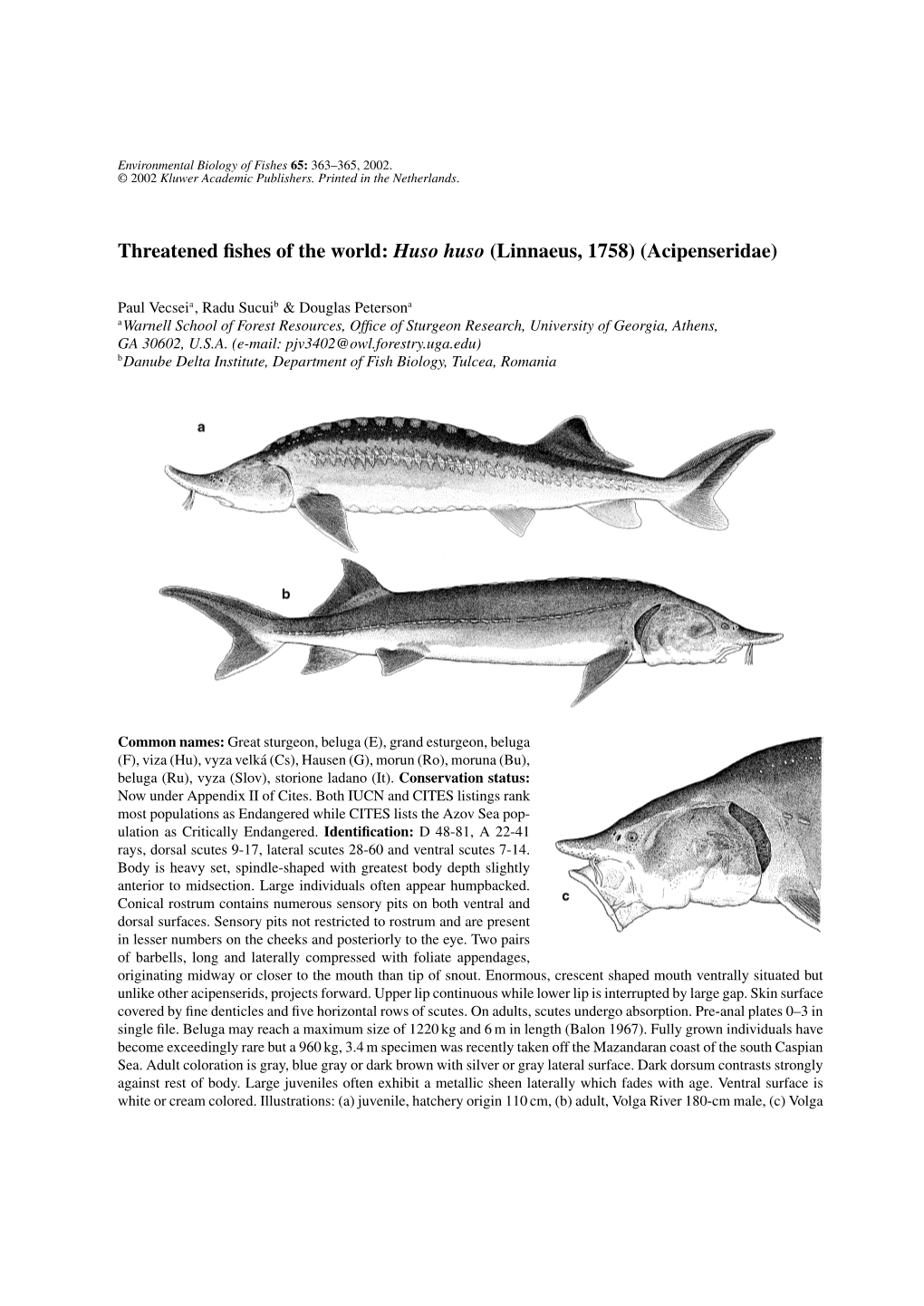 Threatened Fishes of the World: &lt;Emphasis Type="Italic"&gt;Huso Huso&lt;/Emphasis&gt; (Linnaeus, 1758) (Acipenserid