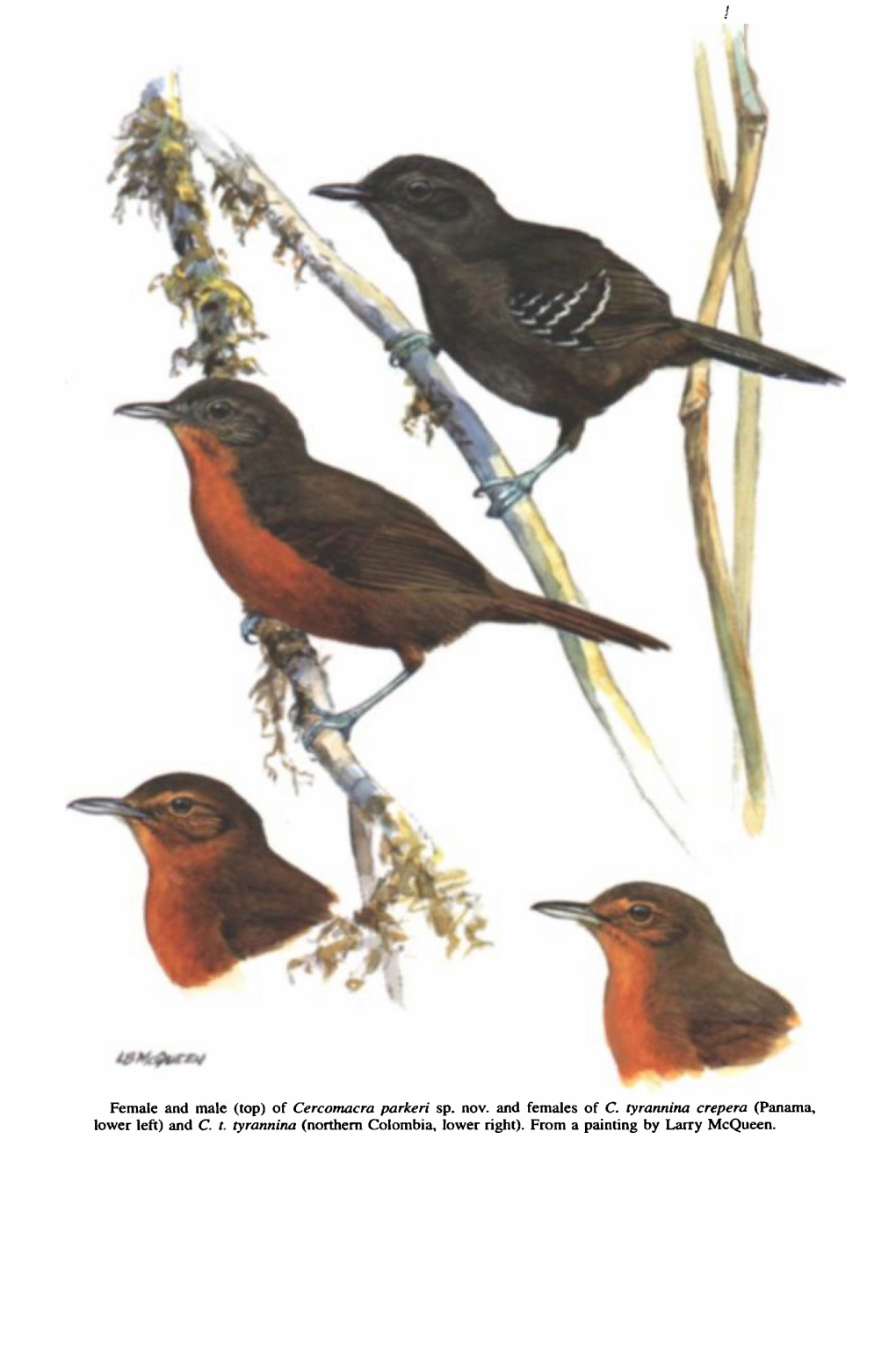 Of Cercomacra Parkeri Sp. Nov. and Females of C. Tyrannina Crepera (Panama, Lower Left) and C