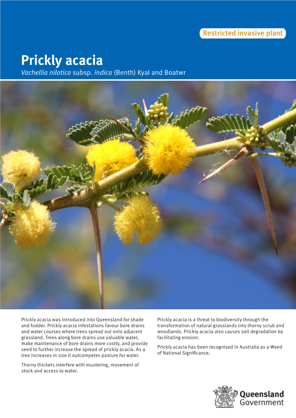 Prickly Acacia Vachellia Nilotica Subsp