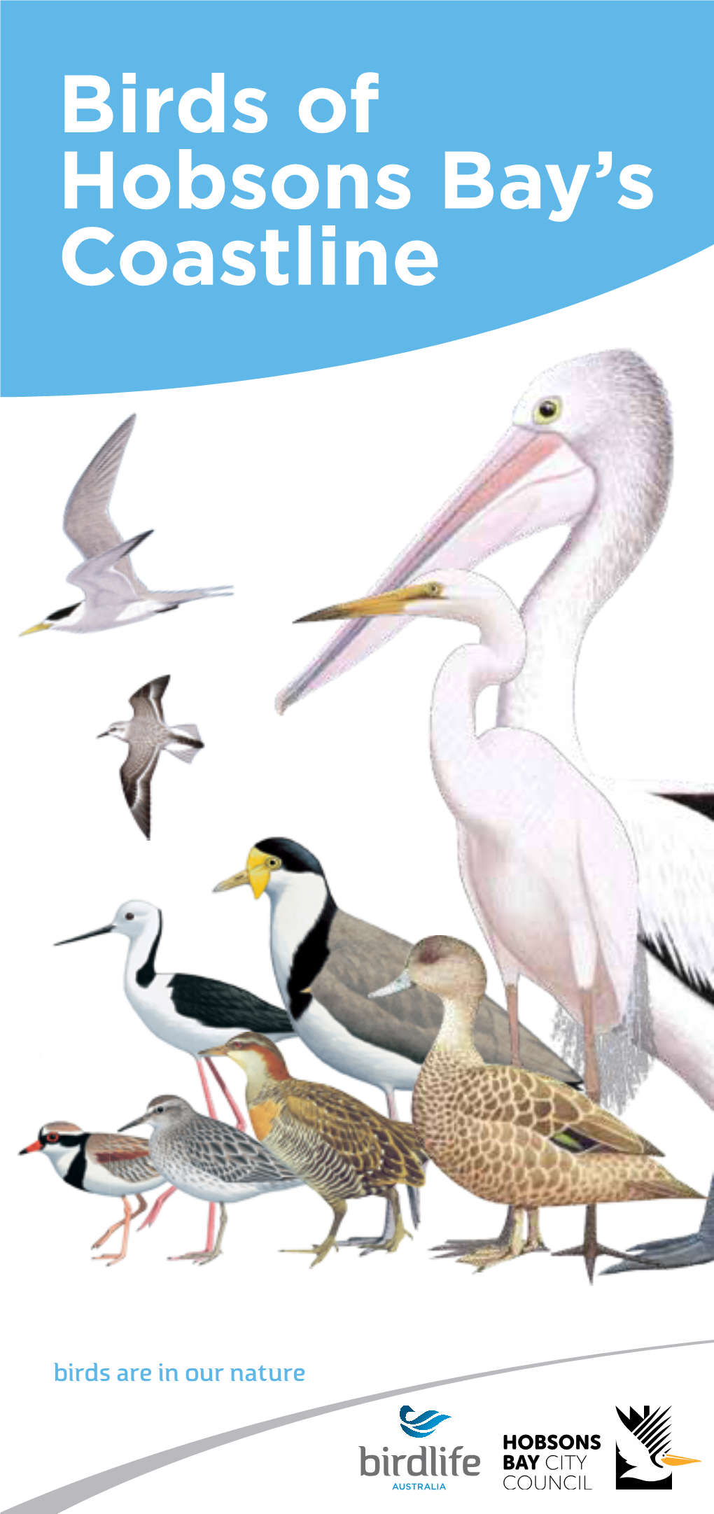 Birds of Hobsons Bay's Coastline
