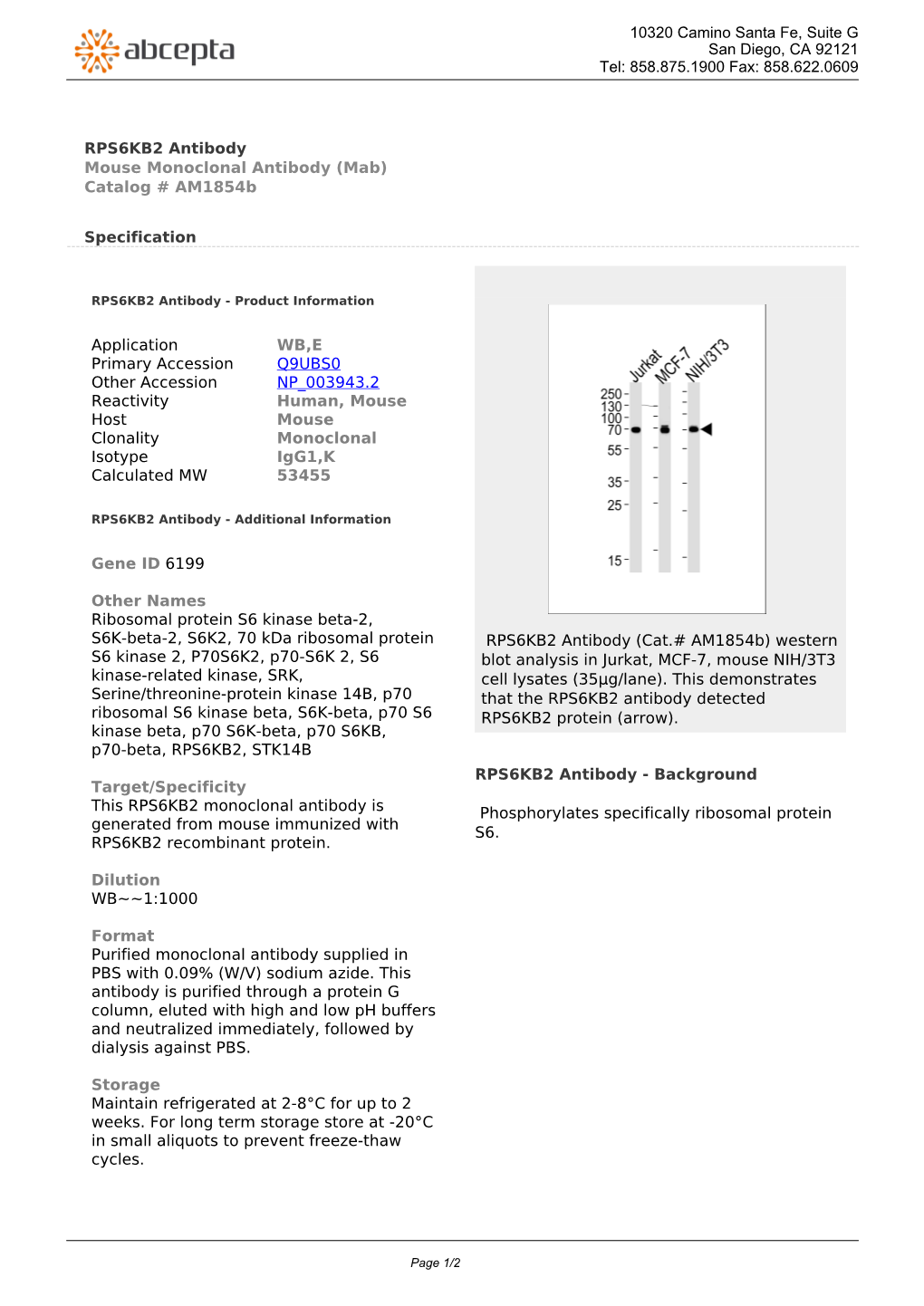 RPS6KB2 Antibody Mouse Monoclonal Antibody (Mab) Catalog # Am1854b