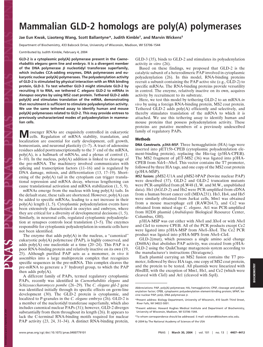 Mammalian GLD-2 Homologs Are Poly(A) Polymerases