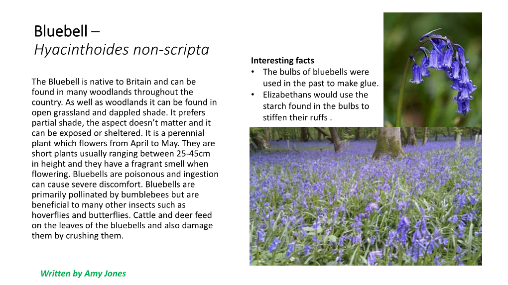 Bluebell – Hyacinthoides Non-Scripta Interesting Facts • the Bulbs of Bluebells Were the Bluebell Is Native to Britain and Can Be Used in the Past to Make Glue