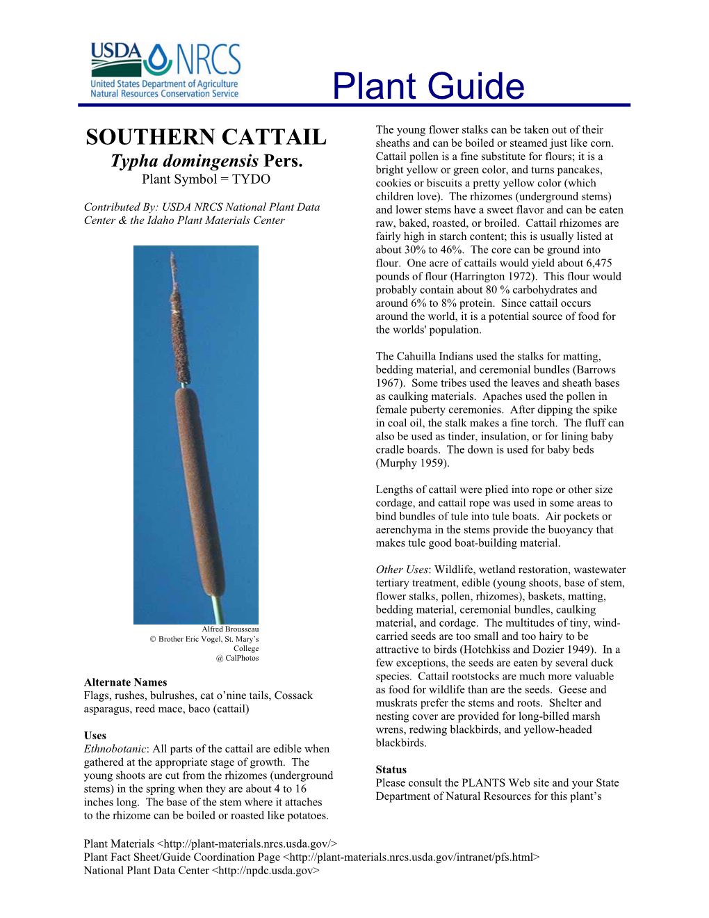 SOUTHERN CATTAIL Sheaths and Can Be Boiled Or Steamed Just Like Corn