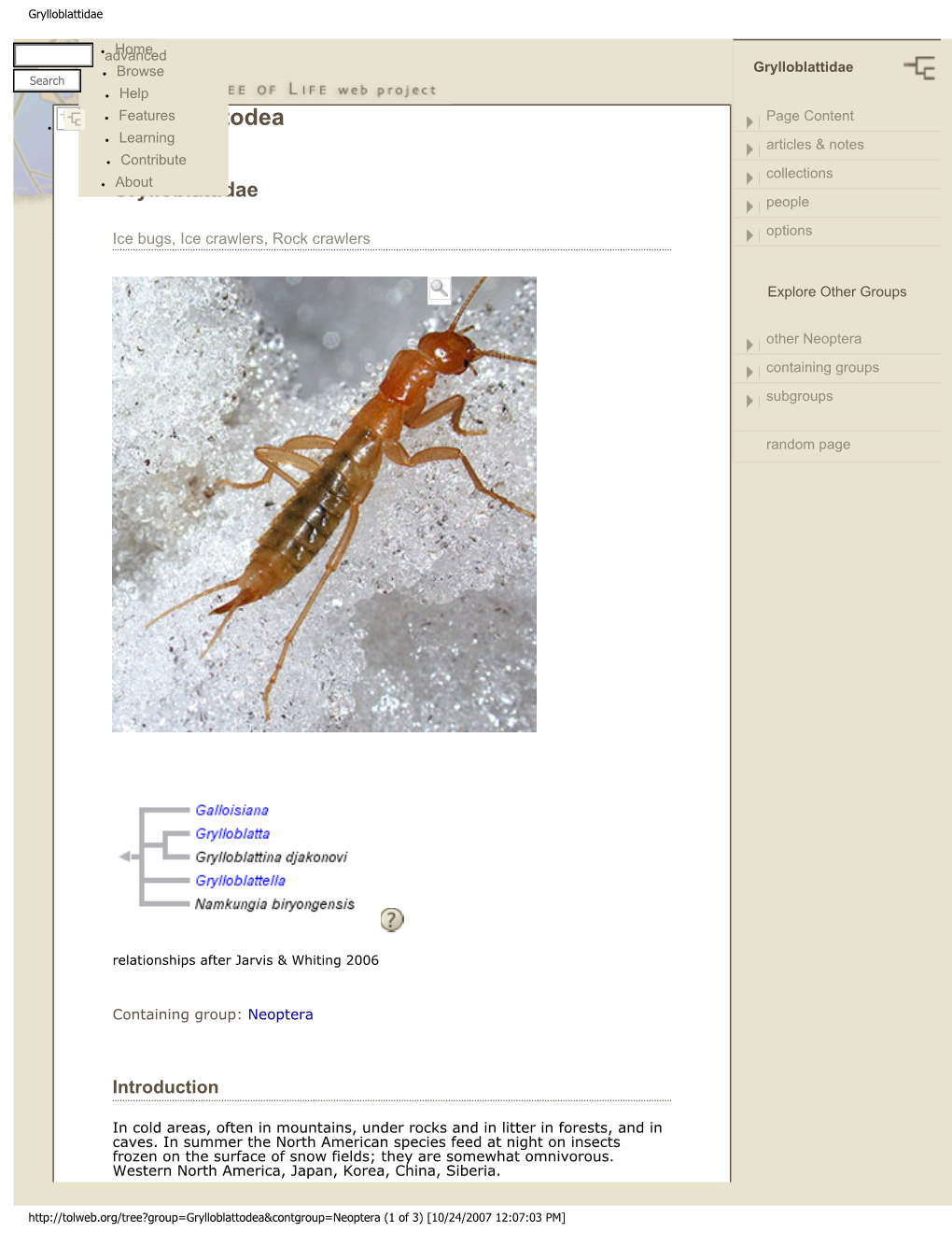 Grylloblattodea ● Page Learning Articles & Notes ● Contribute Collections ● About Grylloblattidae People Options Ice Bugs, Ice Crawlers, Rock Crawlers