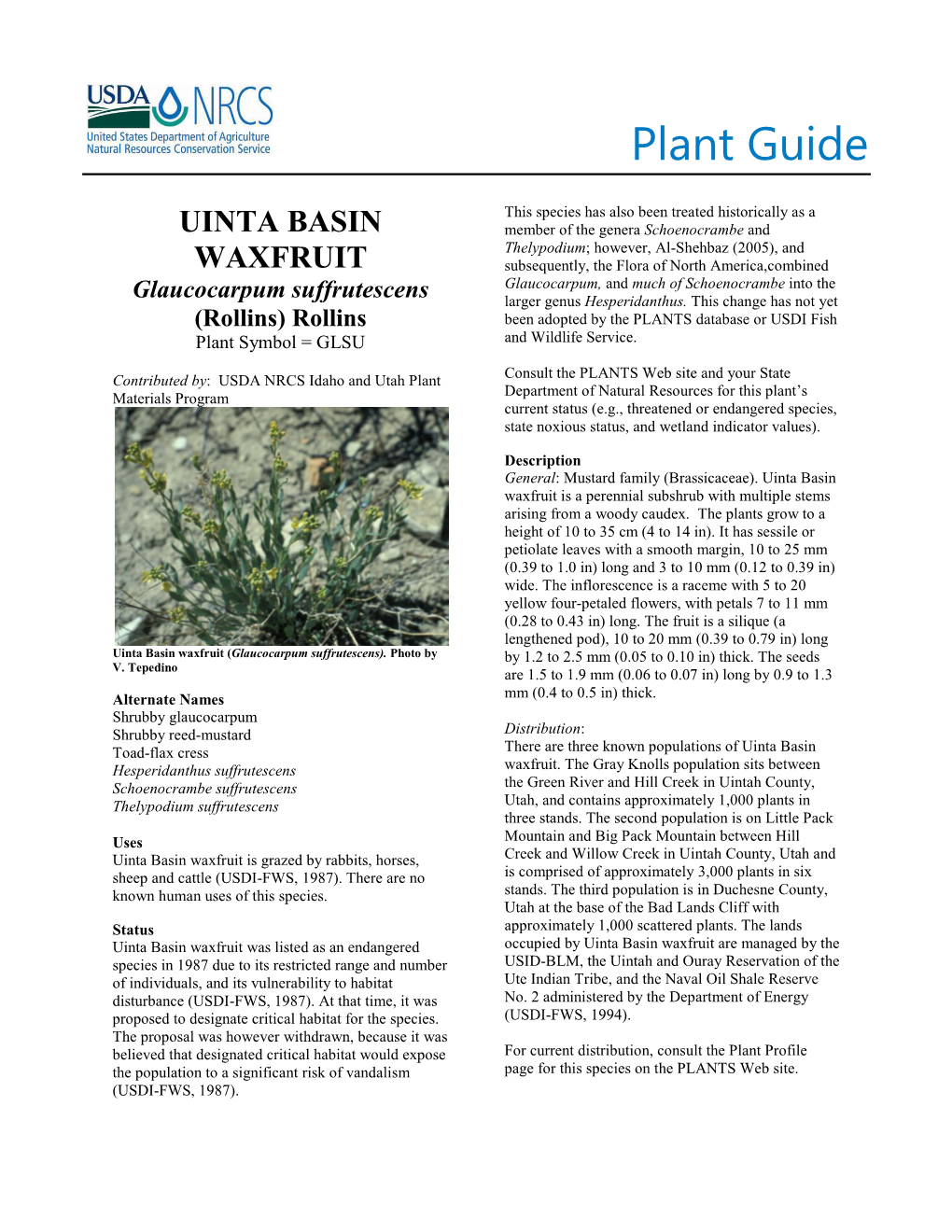 Plant Guide for Uinta Basin Waxfruit (Glaucocarpum Suffrutescens)