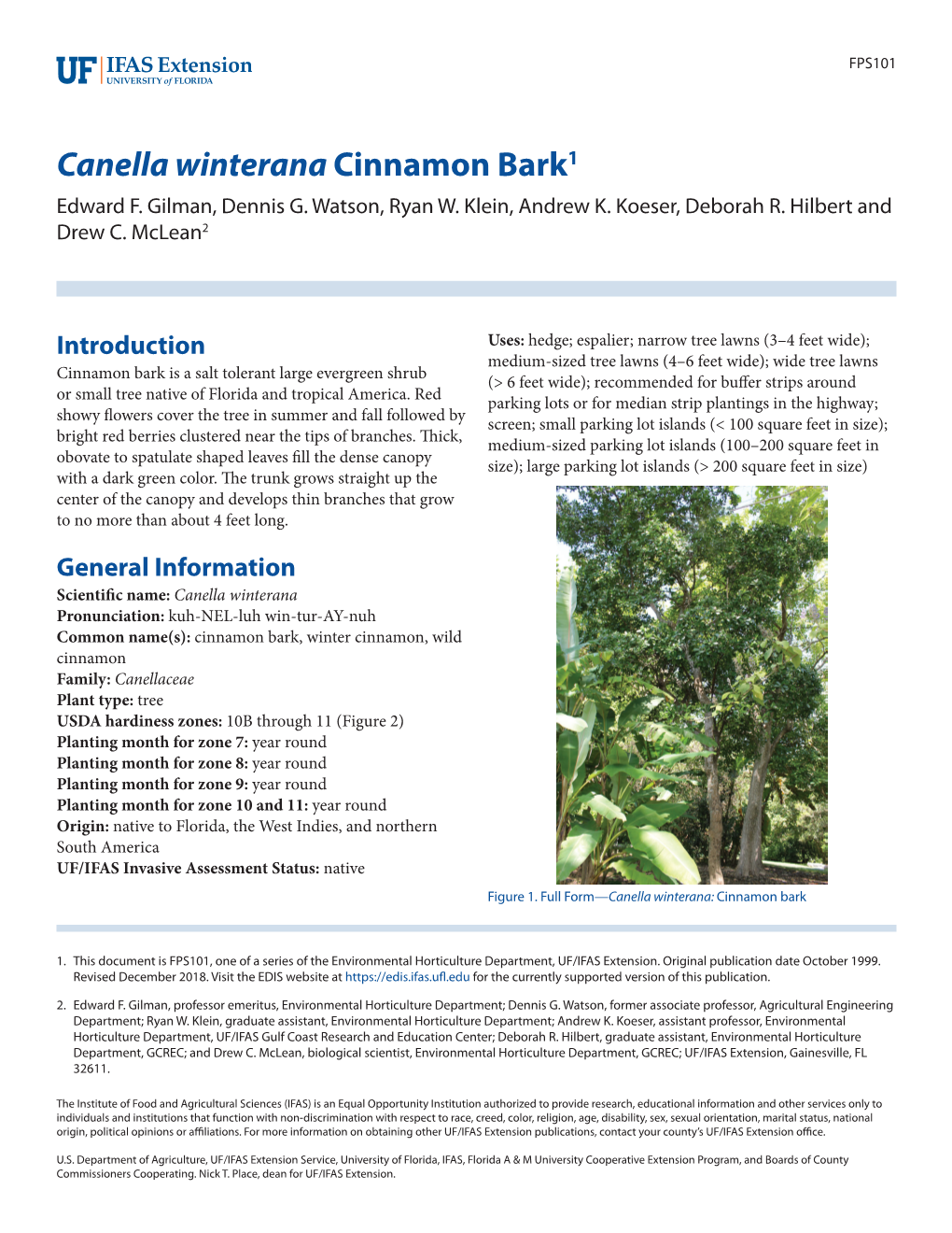 Canella Winterana Cinnamon Bark1 Edward F