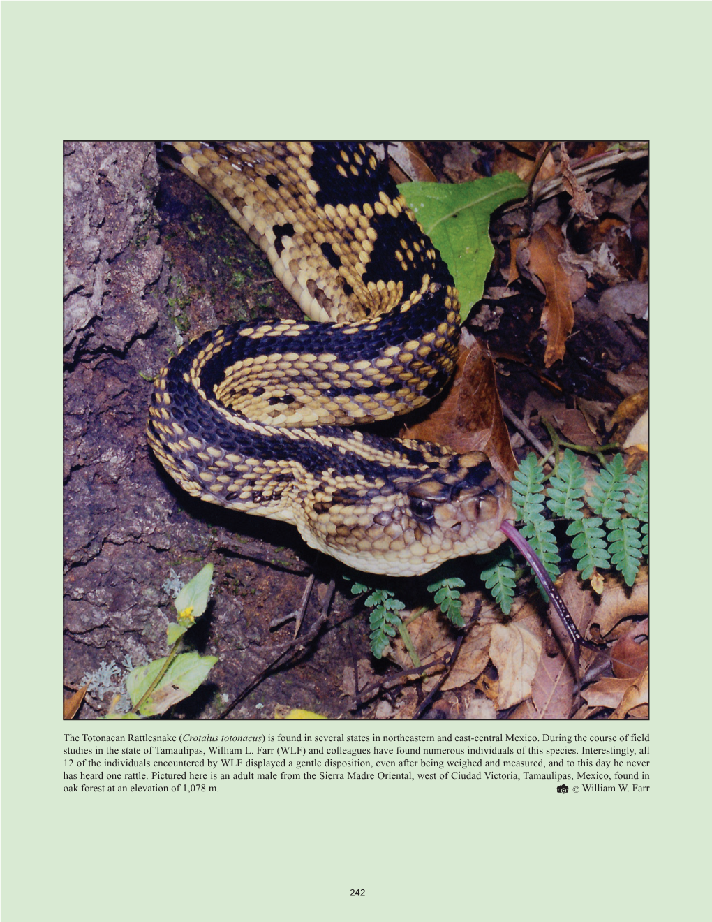 The Totonacan Rattlesnake (Crotalus Totonacus) Is Found in Several States in Northeastern and East-Central Mexico