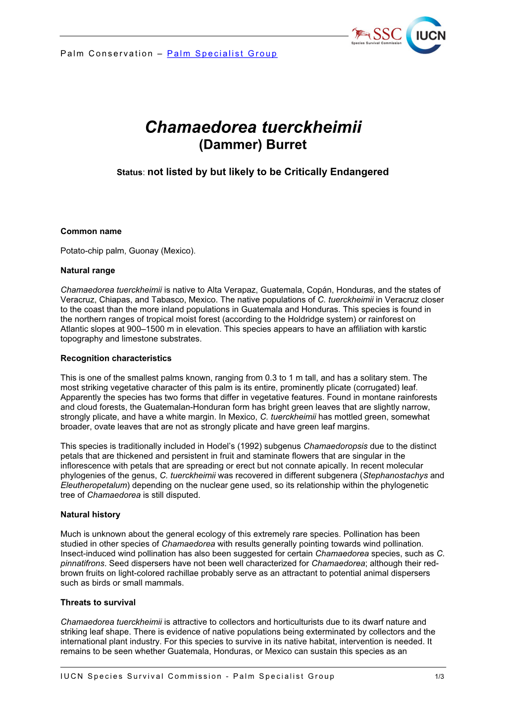 Chamaedorea Tuerckheimii (Dammer) Burret
