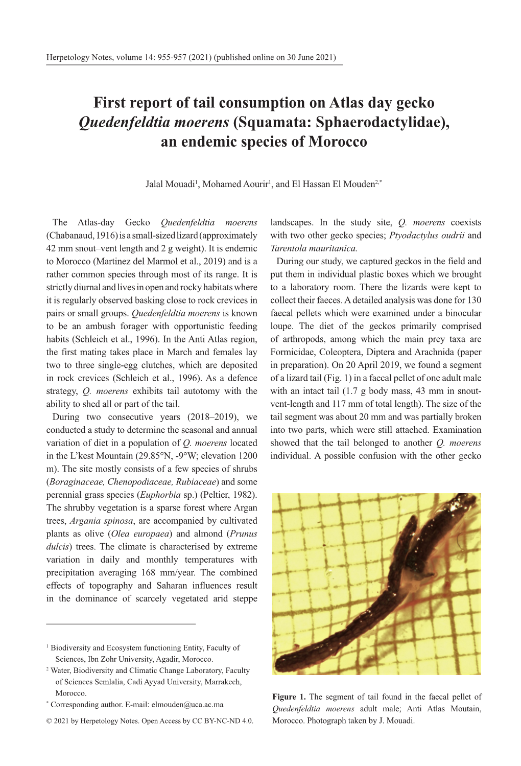 (Squamata: Sphaerodactylidae), an Endemic Species of Morocco