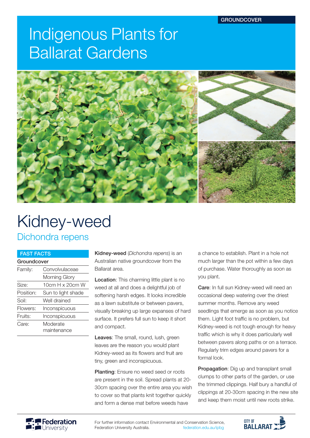 Kidney-Weed Indigenous Plants for Ballarat Gardens