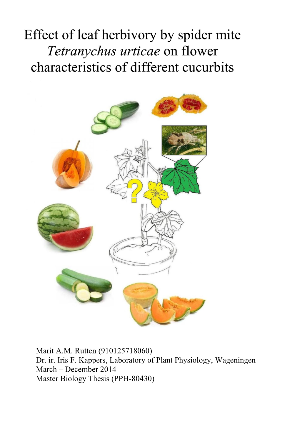 Effect of Leaf Herbivory by Spider Mite Tetranychus Urticae on Flower Characteristics of Different Cucurbits