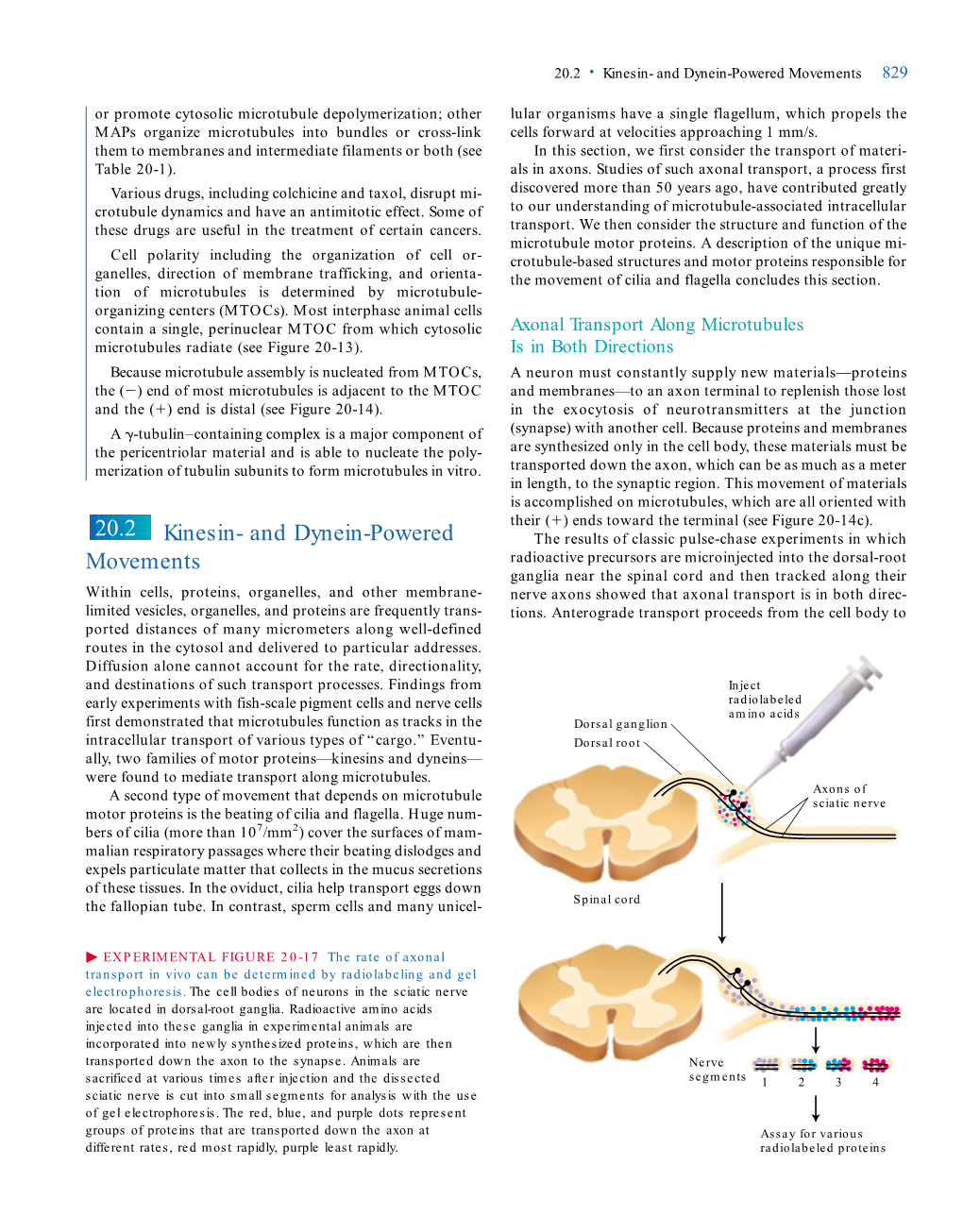 Kinesin- and Dynein-Powered Movements 20.2