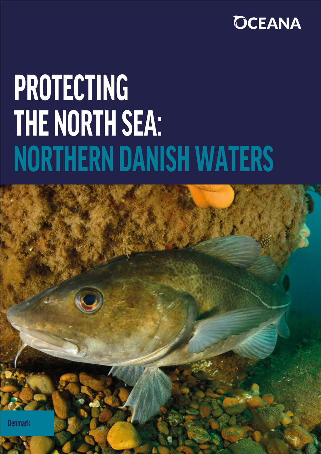 PROTECTING the NORTH SEA: NORTHERN DANISH WATERS PROTECTING the NORTH SEA: NORTHERN DANISH WATERS European Headquarters - Madrid E-Mail: Europe@Oceana.Org