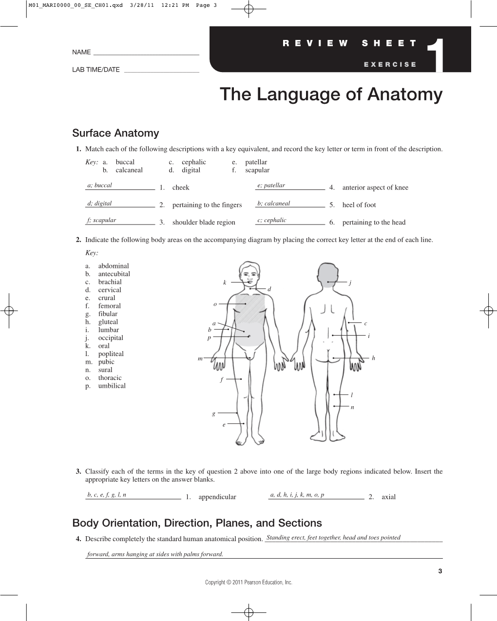 The Language of Anatomy