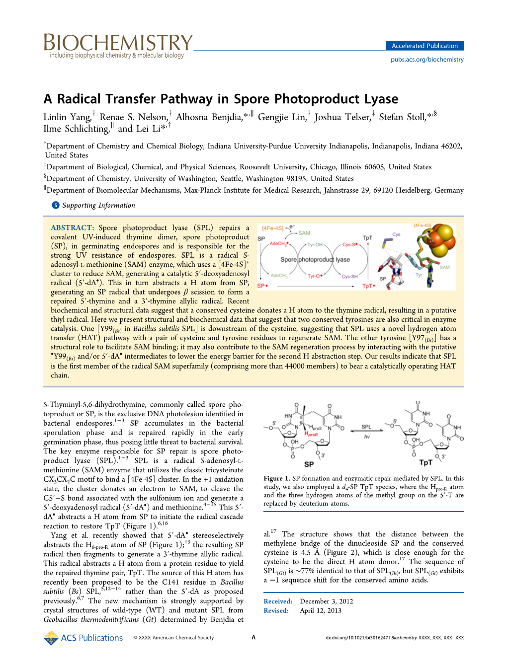 A Radical Transfer Pathway in Spore Photoproduct Lyase † † ∥ † ‡ § Linlin Yang, Renae S