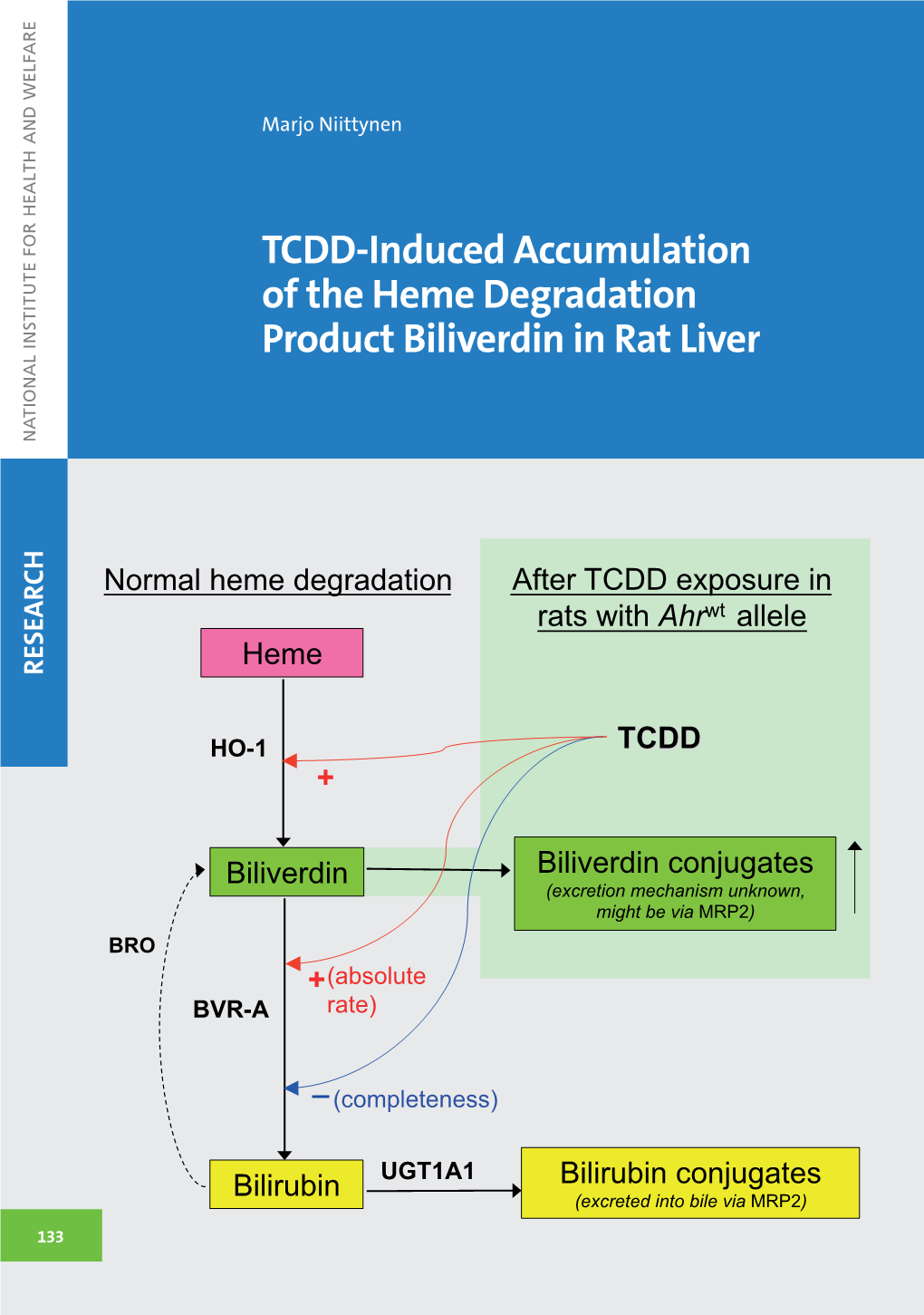 TCDD-Induced Accumulation of the Heme Degradation Product Biliverdin in Rat Liver