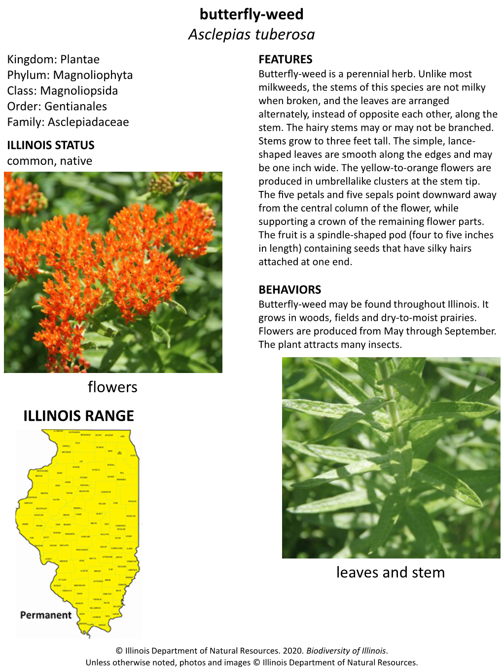 Butterfly-Weed Asclepias Tuberosa Flowers Leaves and Stem ILLINOIS