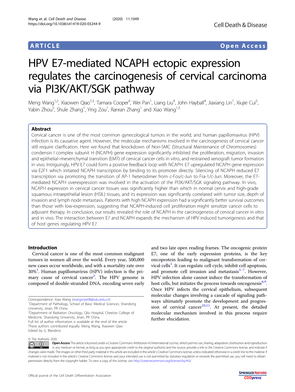 HPV E7-Mediated NCAPH Ectopic Expression Regulates The