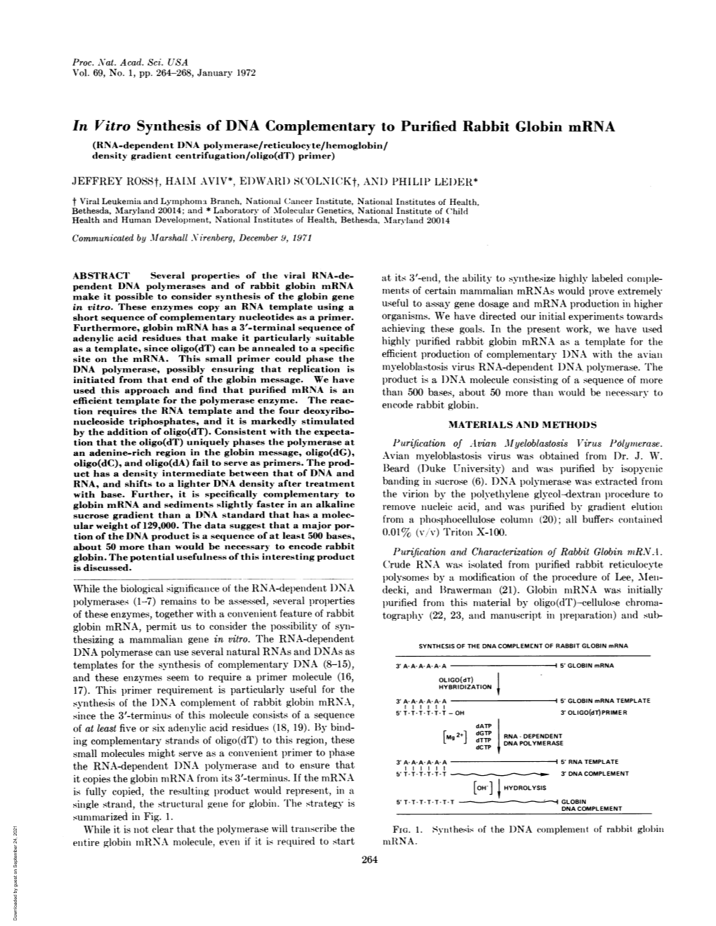 In Vitro Synthesis of DNA Complementary to Purified Rabbit