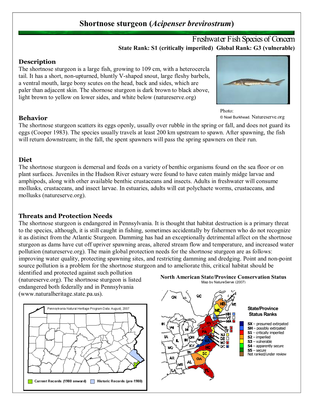 Shortnose Sturgeon (Acipenser Brevirostrum) Freshwater Fish