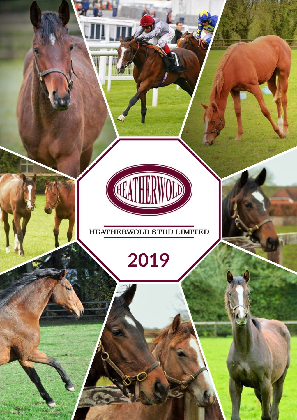 Heatherwold Stud Limited 2019 2018-19 Racing Successes Contents