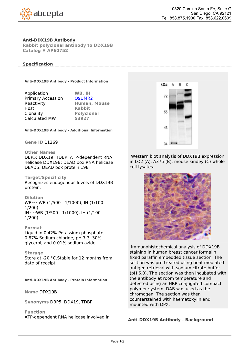 Anti-DDX19B Antibody Rabbit Polyclonal Antibody to DDX19B Catalog # AP60752