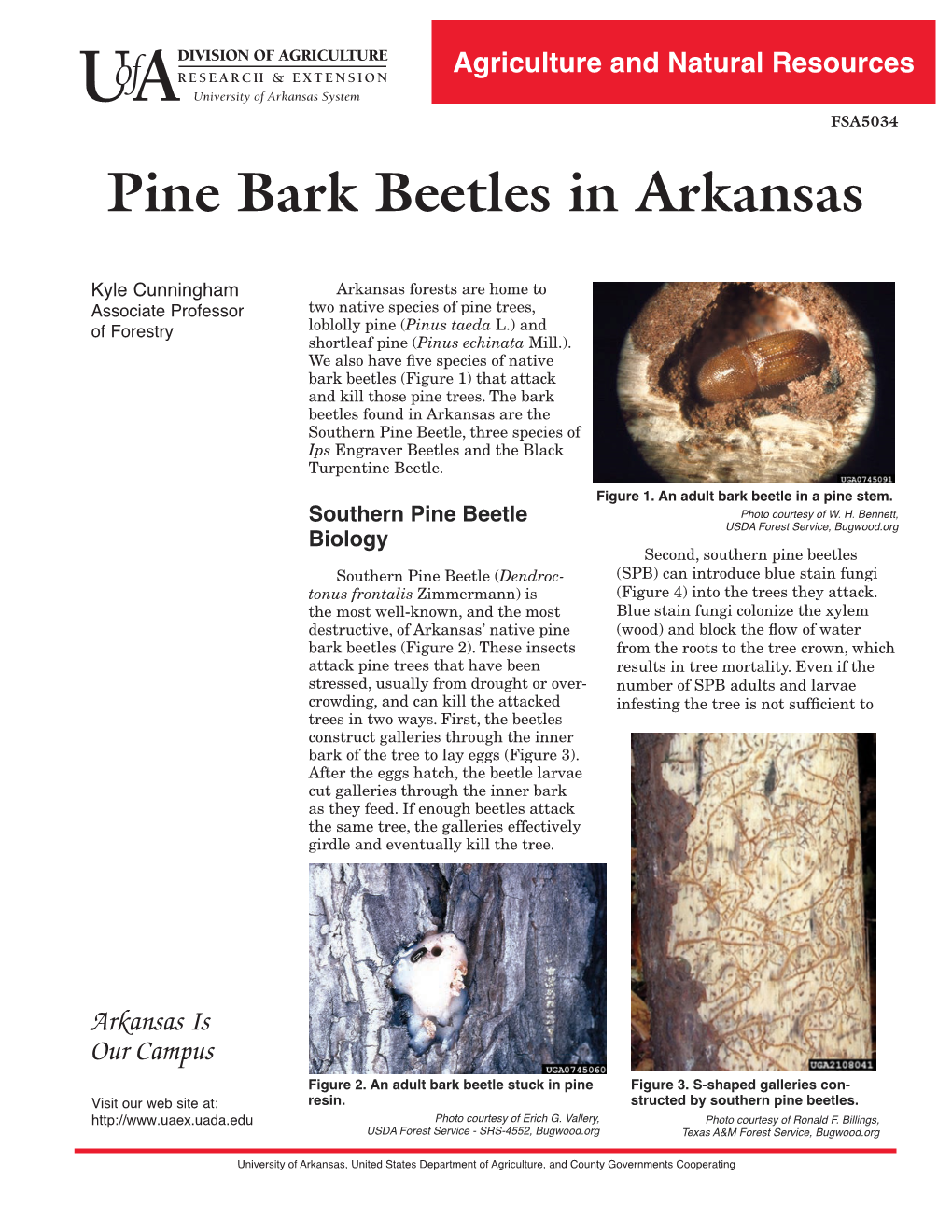 Pine Bark Beetles in Arkansas