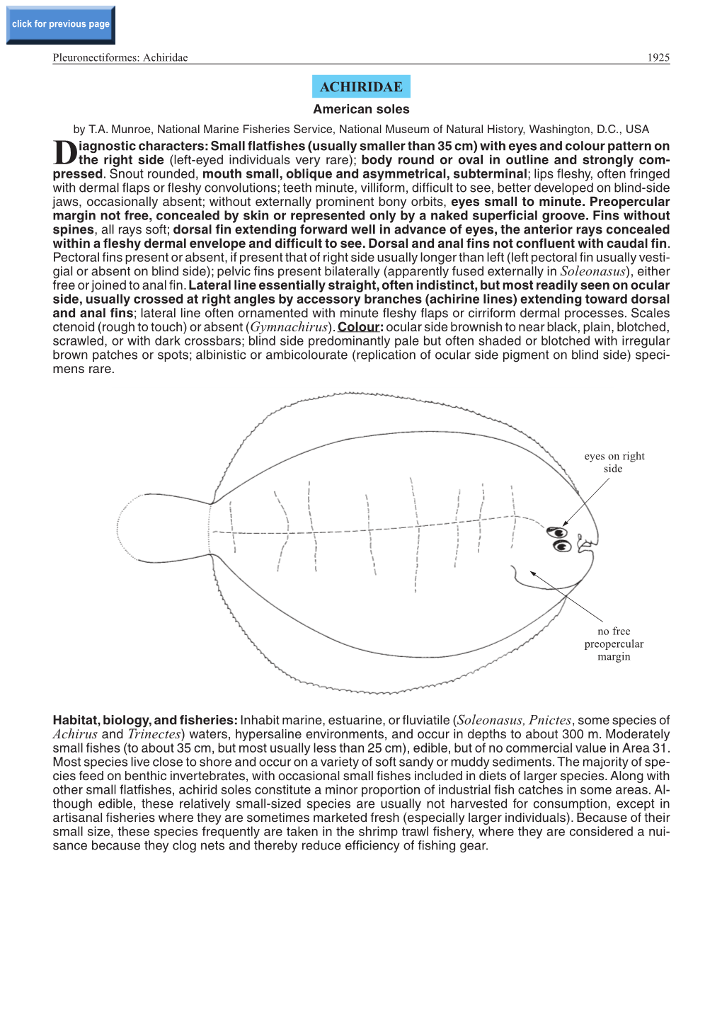 Achiridae 1925