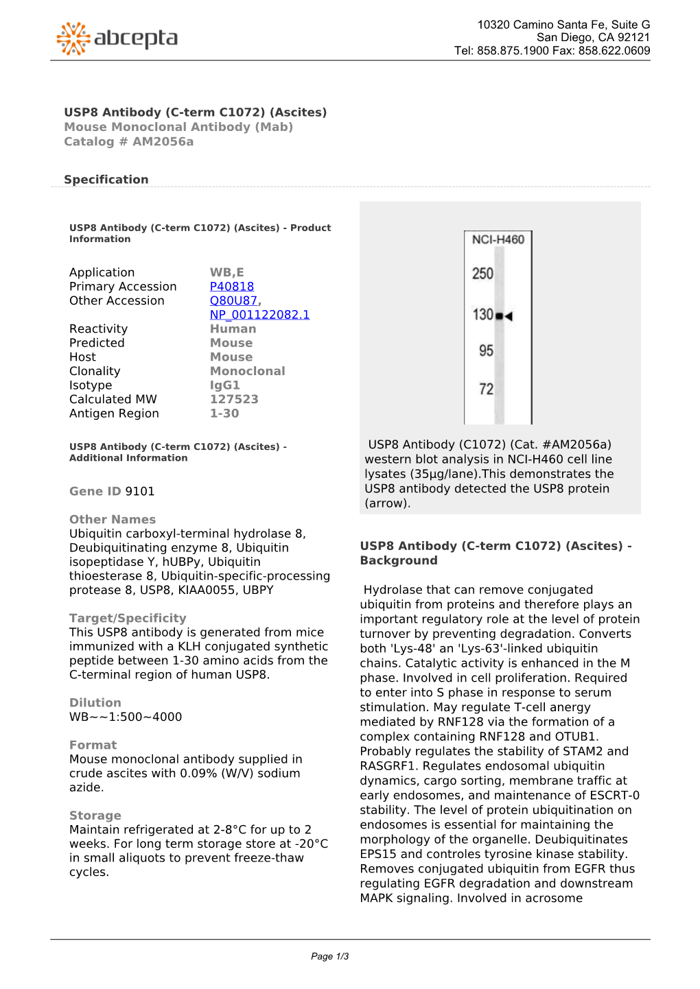 USP8 Antibody (C-Term C1072) (Ascites) Mouse Monoclonal Antibody (Mab) Catalog # Am2056a