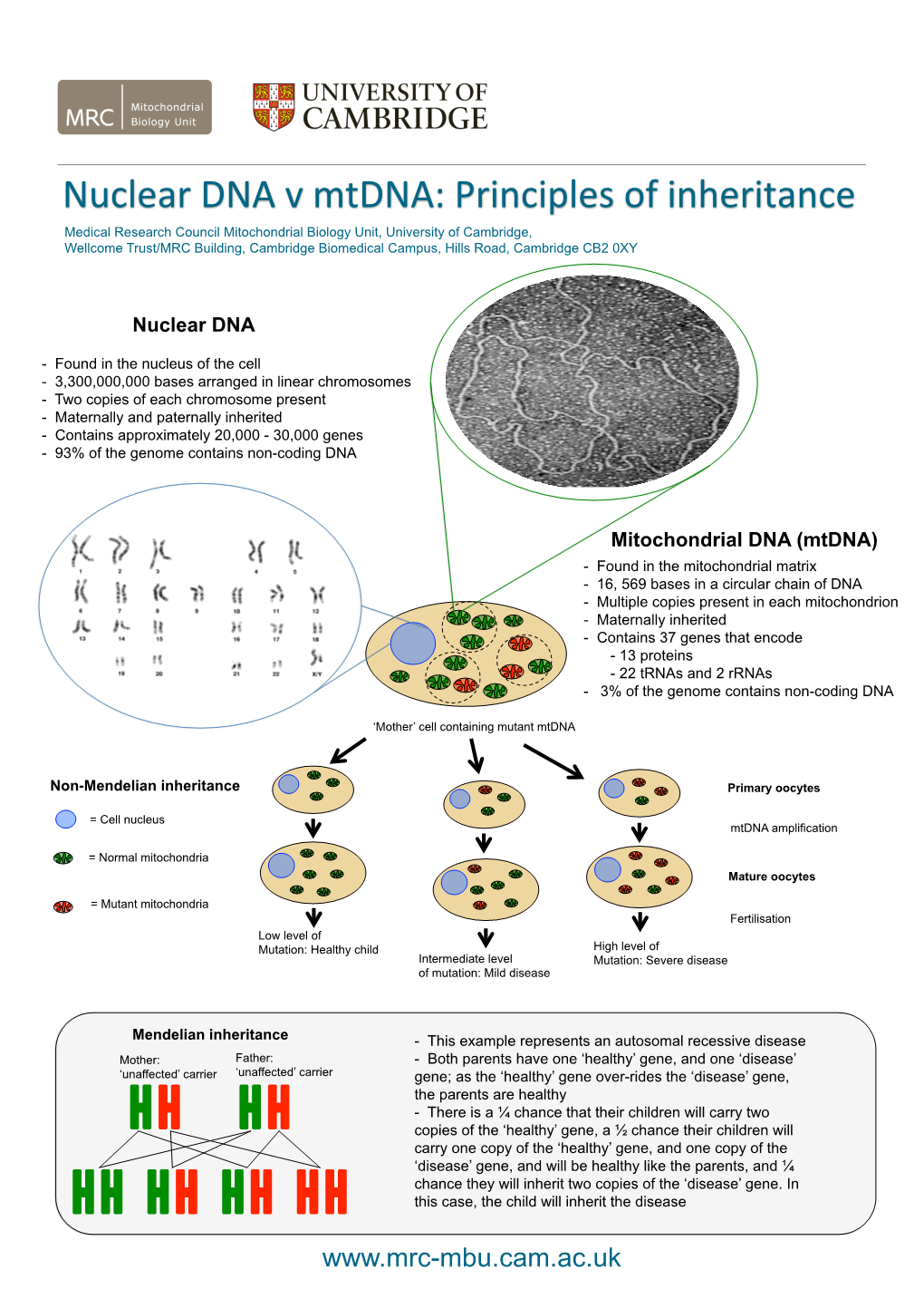 Nuclear DNA V Mtdna: Principles of Inheritance