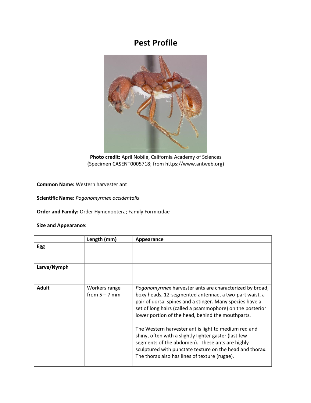 Western Harvester Ant